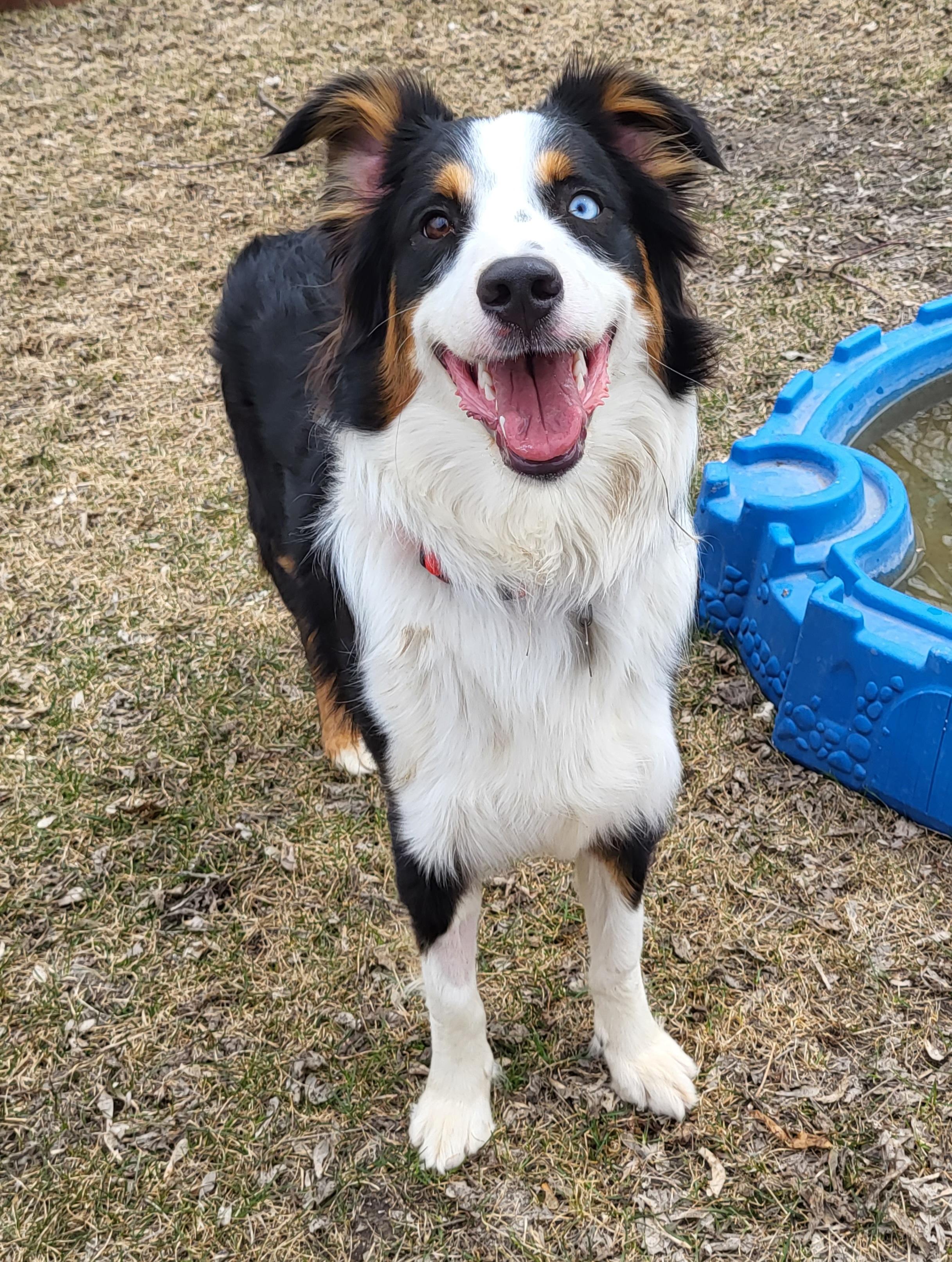 Louis, an adopted mixed breed in Winnipeg, MB image 2/5