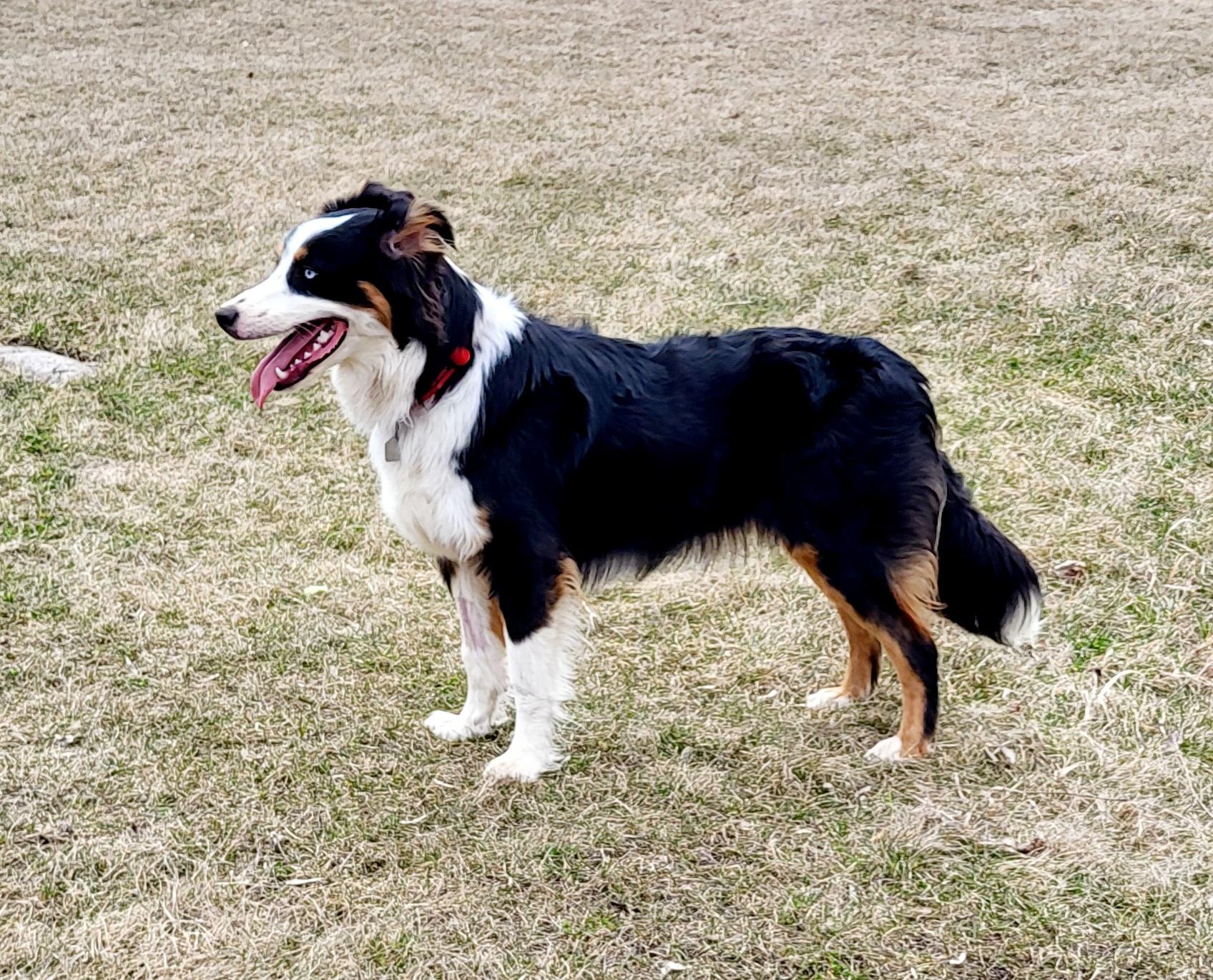 Louis, an adopted mixed breed in Winnipeg, MB image 1/5