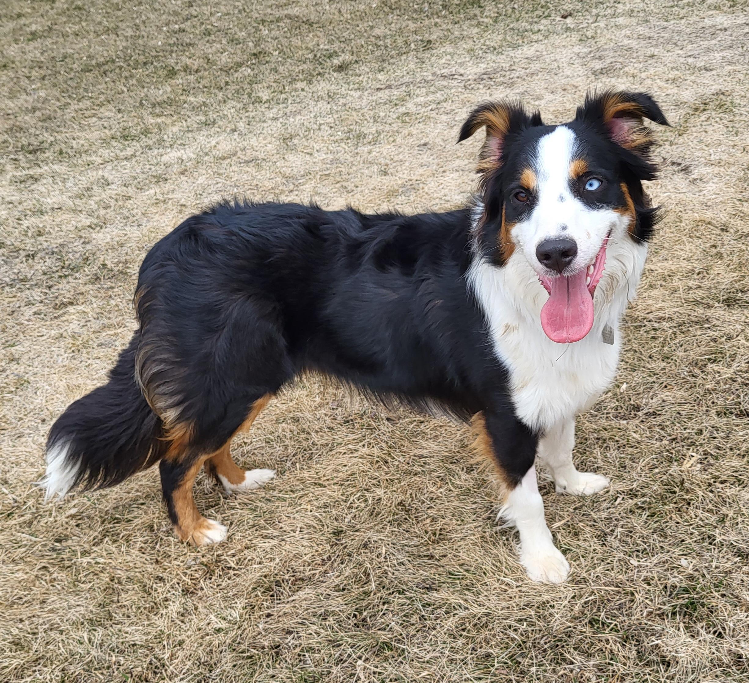 Louis, an adopted mixed breed in Winnipeg, MB image 4/5