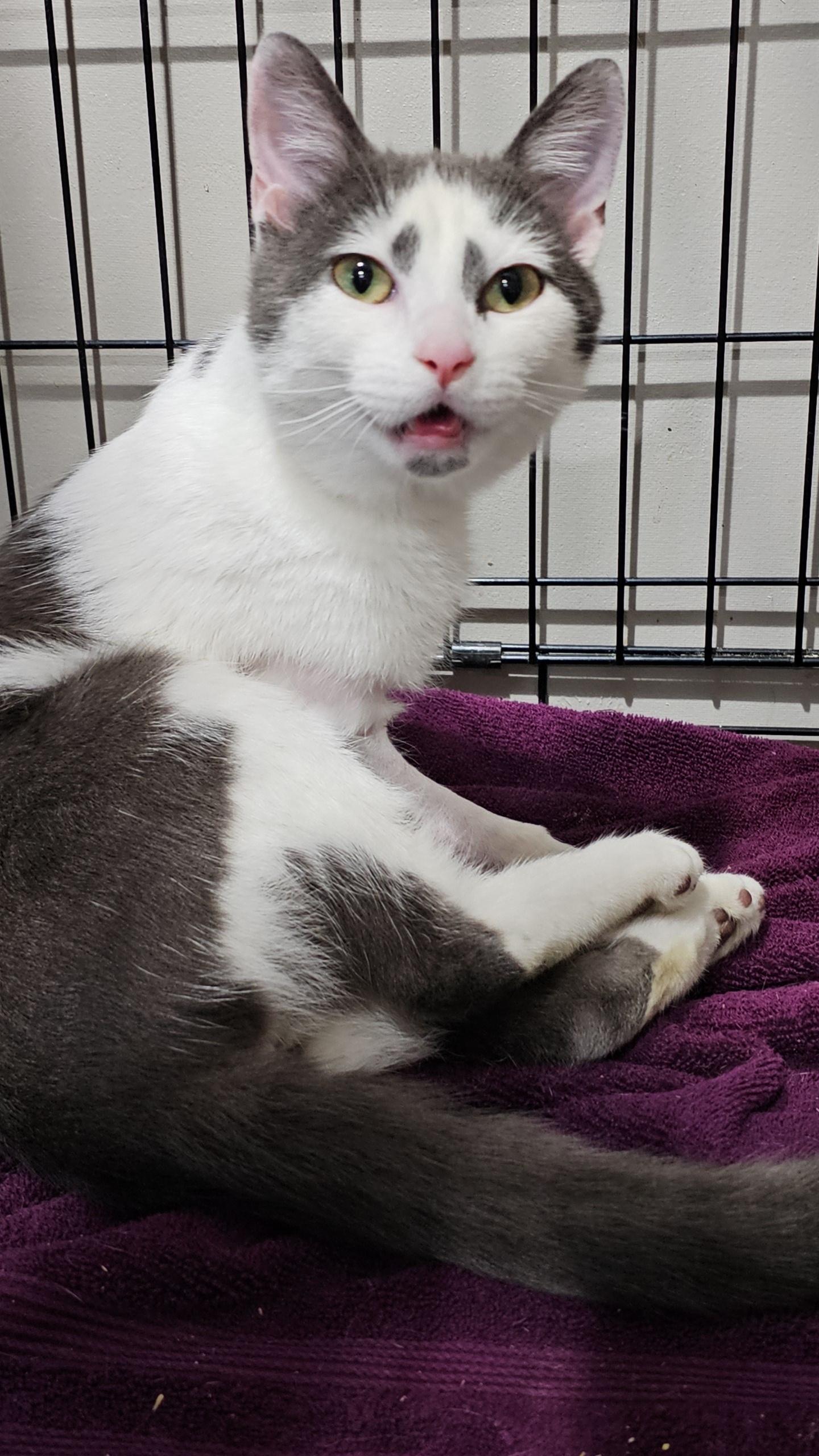 Parade (FeLV+), a Adoptable Domestic Short Hair in Pardeeville, WI image 4/5