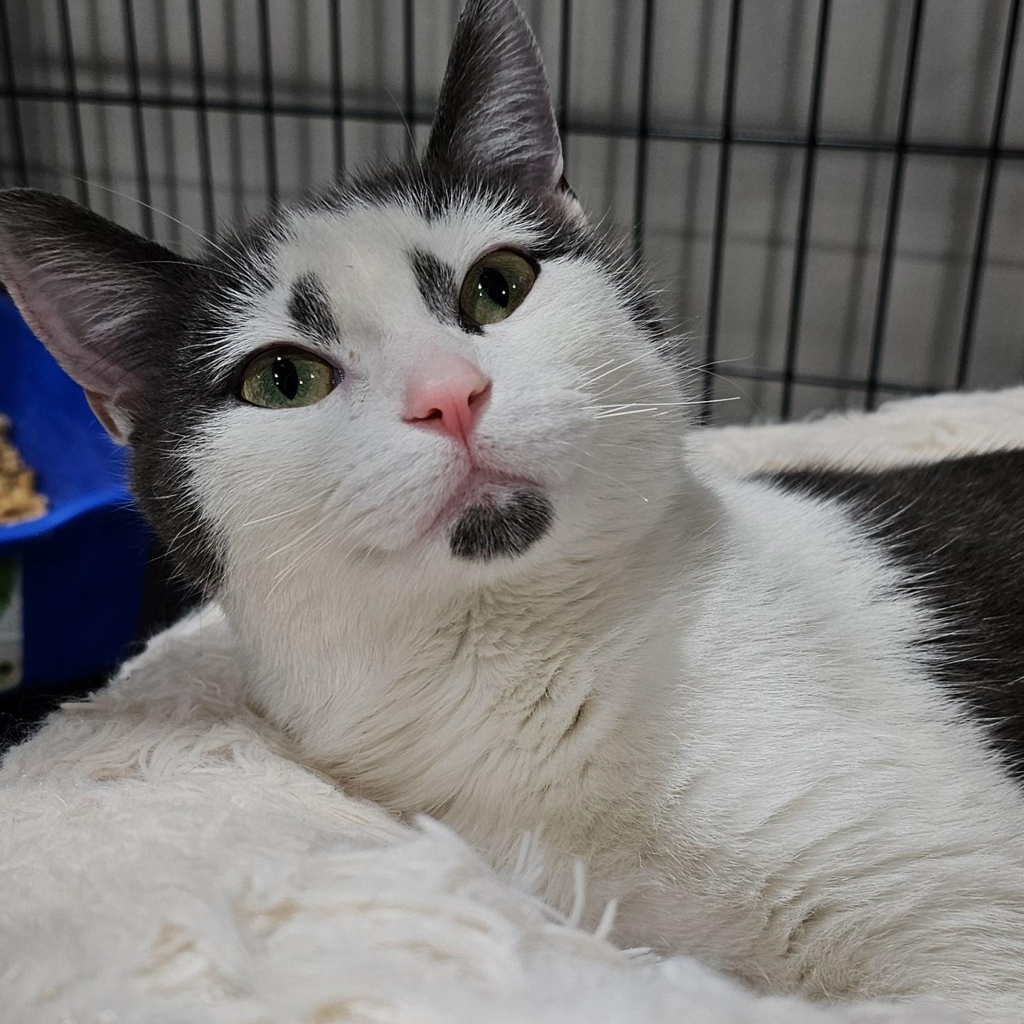 Parade (FeLV+), Adoptable, Young Male Domestic Short Hair.