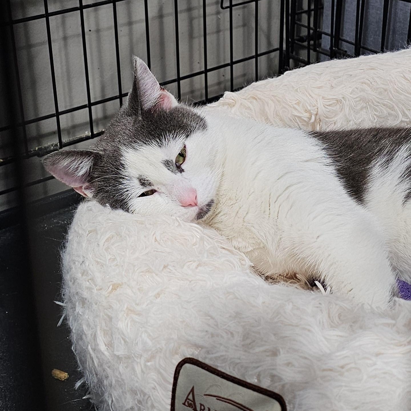 Parade (FeLV+), a Adoptable Domestic Short Hair in Pardeeville, WI image 5/5