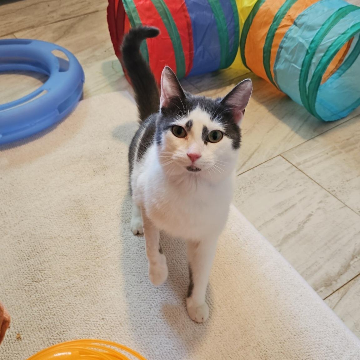 Parade (FeLV+), a Adoptable Domestic Short Hair in Pardeeville, WI image 2/5