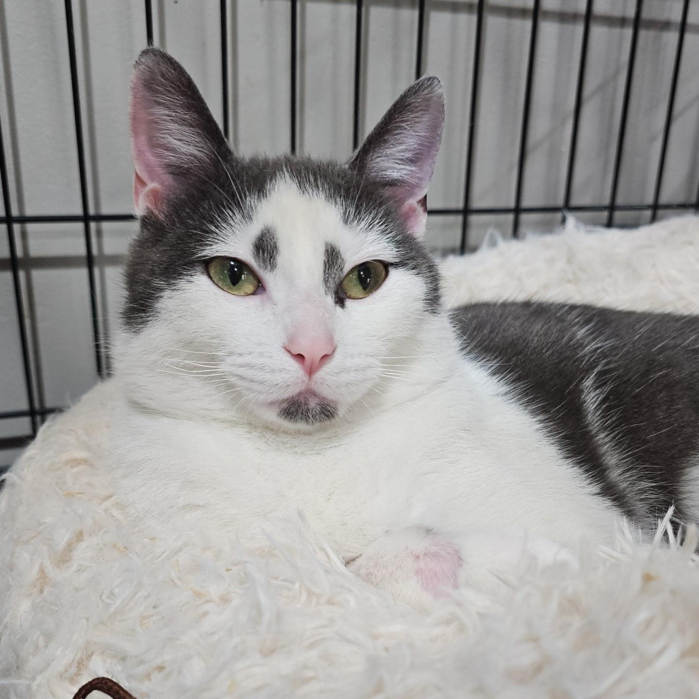 Parade (FeLV+), a Adoptable Domestic Short Hair in Pardeeville, WI image 3/5