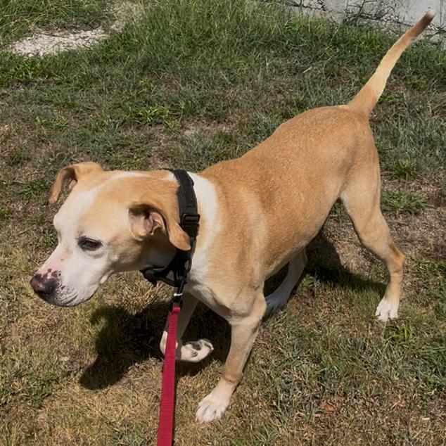 Enlarge Pops, a Adoptable mixed breed in Pittsburg, KS image 1/4