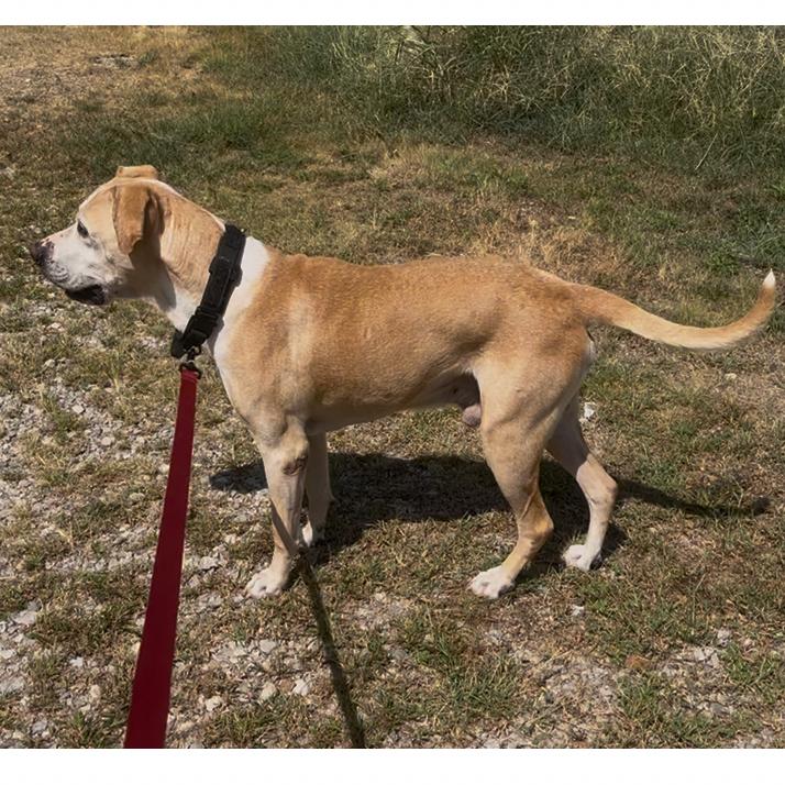 Enlarge Pops, a Adoptable mixed breed in Pittsburg, KS image 2/4