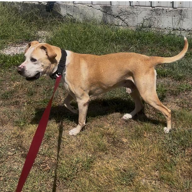 Enlarge Pops, a Adoptable mixed breed in Pittsburg, KS image 3/4