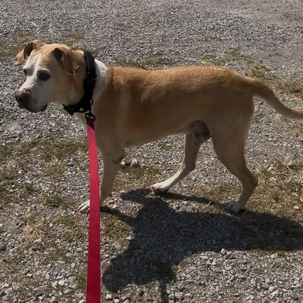 Enlarge Pops, a Adoptable mixed breed in Pittsburg, KS image 4/4
