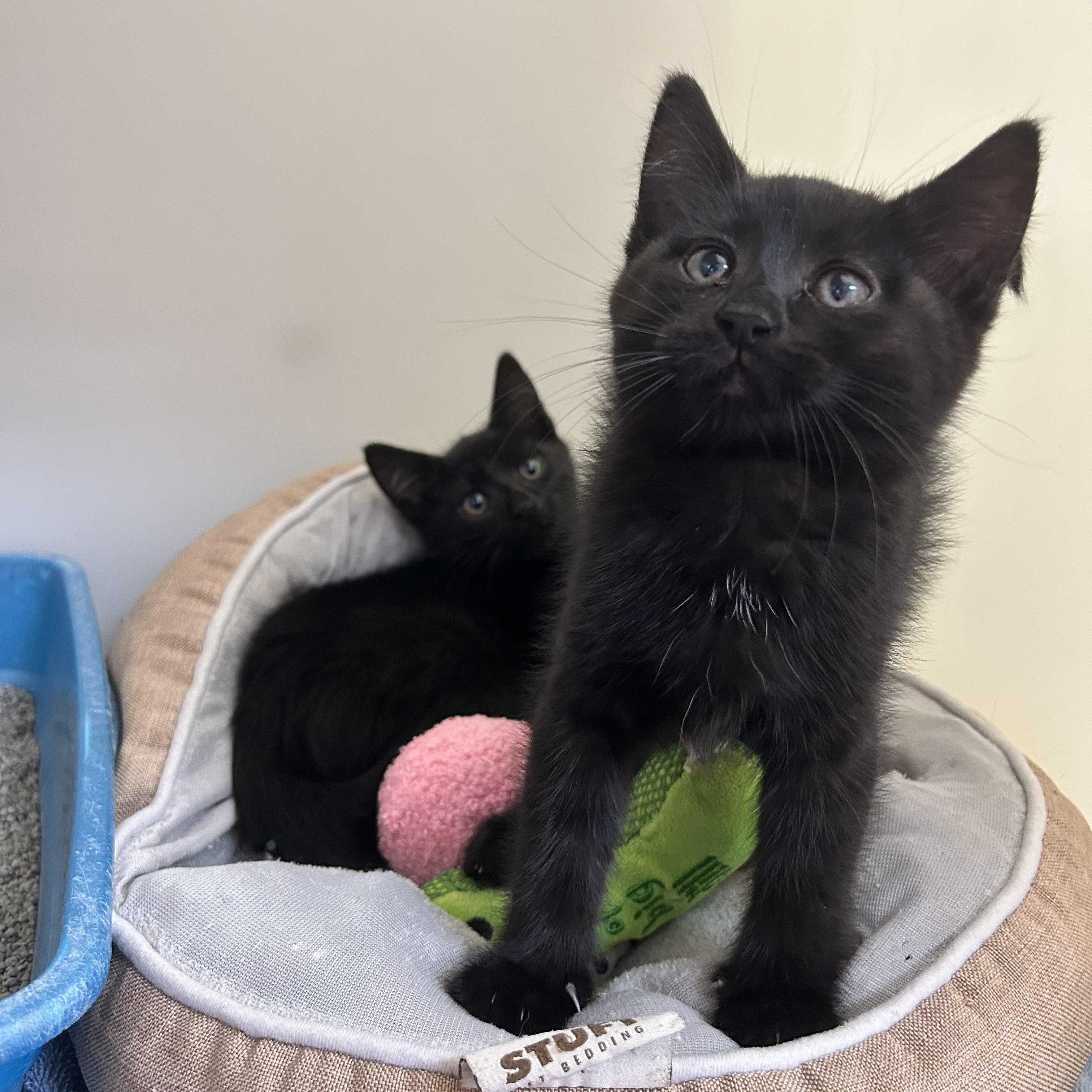 Enlarge Crockpot and air fryer, a ADOPTABLE Domestic Short Hair in Howes Cave, NY image 2/2