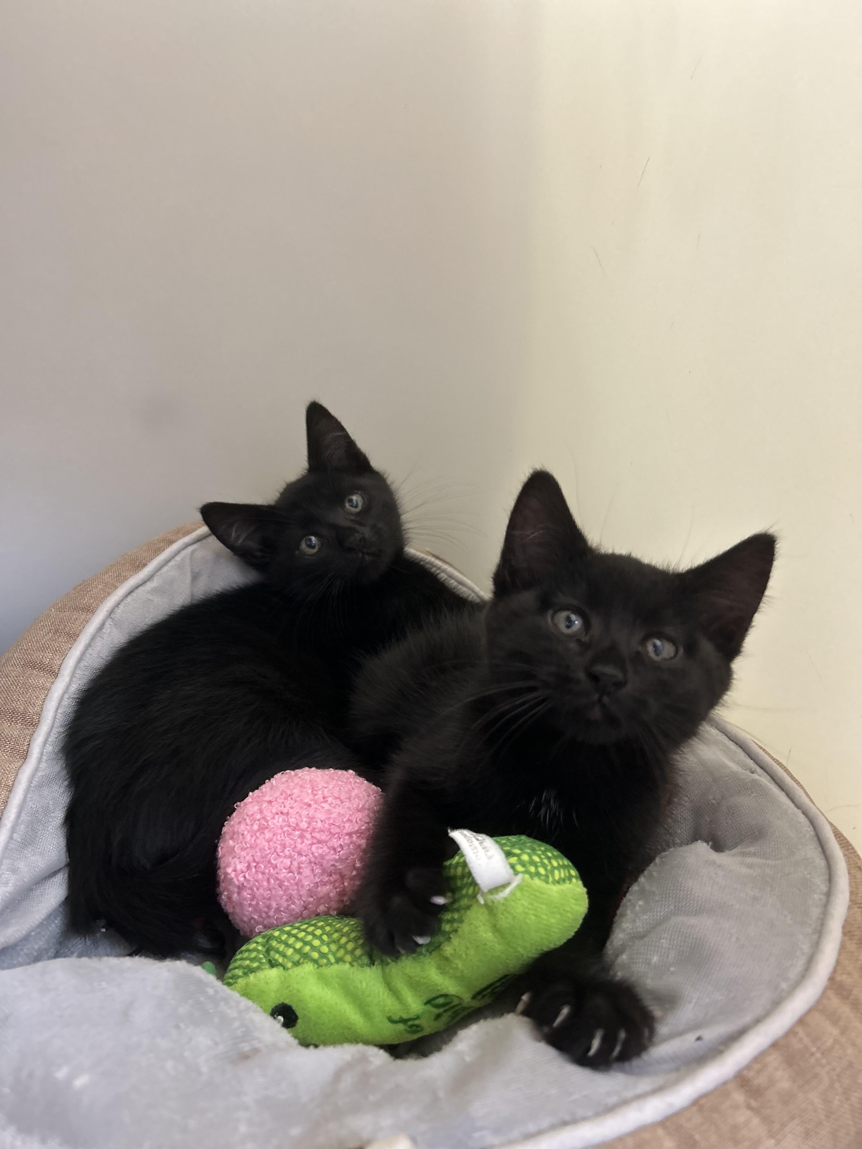 Crockpot and air fryer, ADOPTABLE, Kitten Female Domestic Short Hair.
