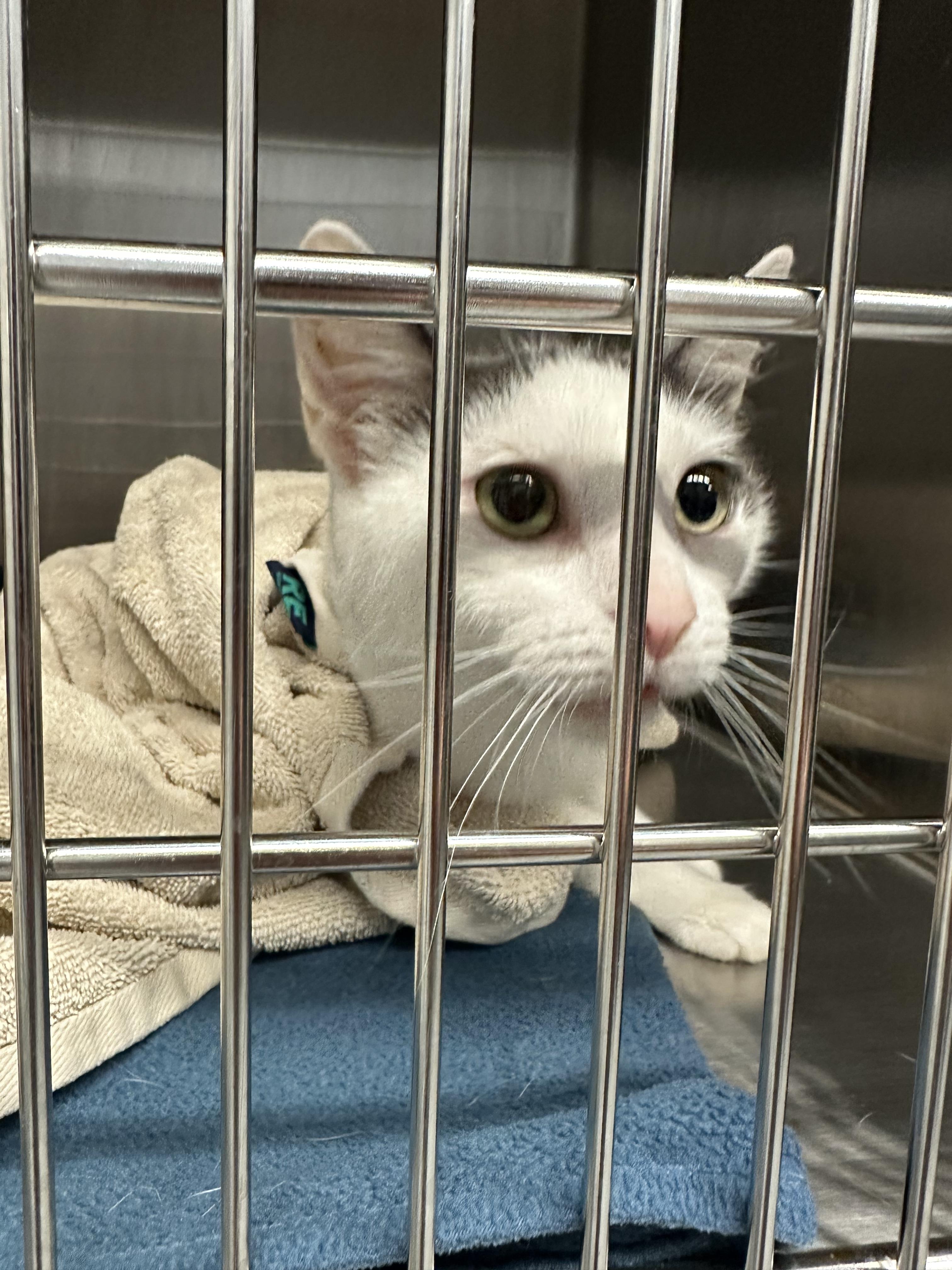 Big Mom, Adoptable, Adult Female Domestic Short Hair.