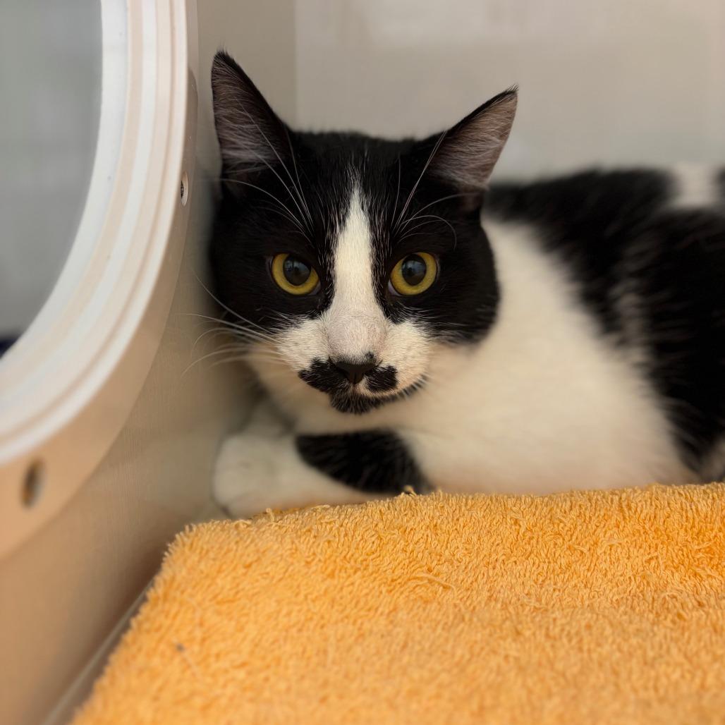 Stashe, Adoptable, Young Male Domestic Short Hair.