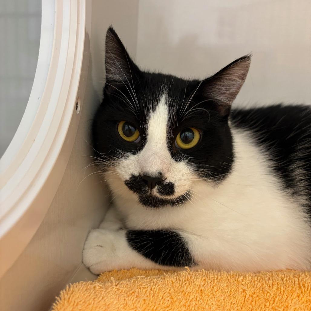 Enlarge Stashe, a Adoptable Domestic Short Hair in Redwood City, CA image 2/3