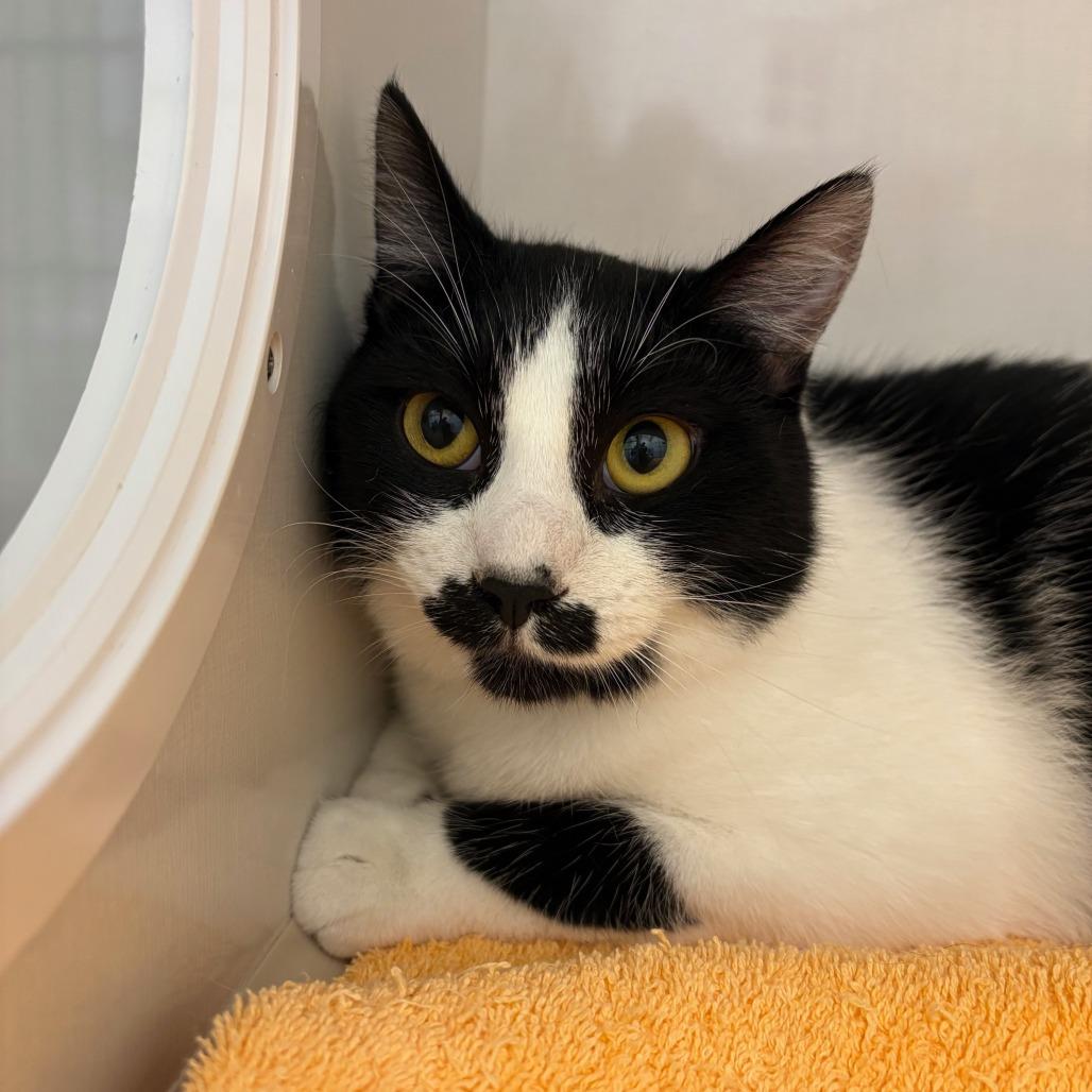 Enlarge Stashe, a Adoptable Domestic Short Hair in Redwood City, CA image 3/3