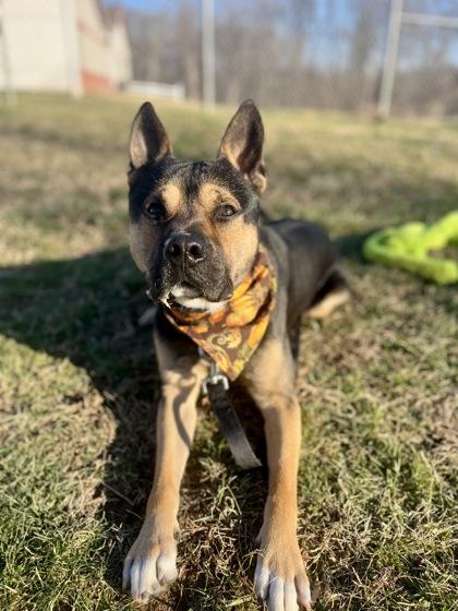 Enlarge Hassan, a Adoptable Mixed Breed in Fallston, MD image 1/2