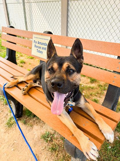 Enlarge Hassan, a Adoptable Mixed Breed in Fallston, MD image 2/2