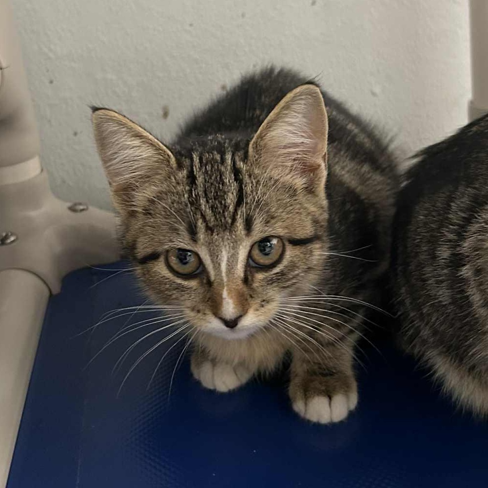 Enlarge Lucille, an adoptable mixed breed in The Colony, TX image 2/3