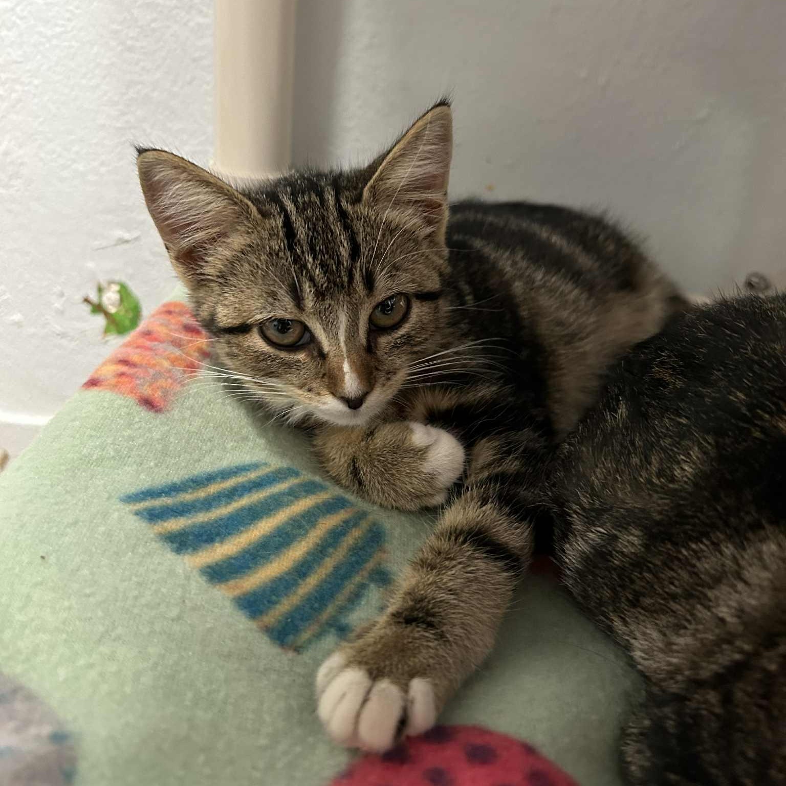 Lucille, adoptable, Kitten Female Domestic Short Hair.