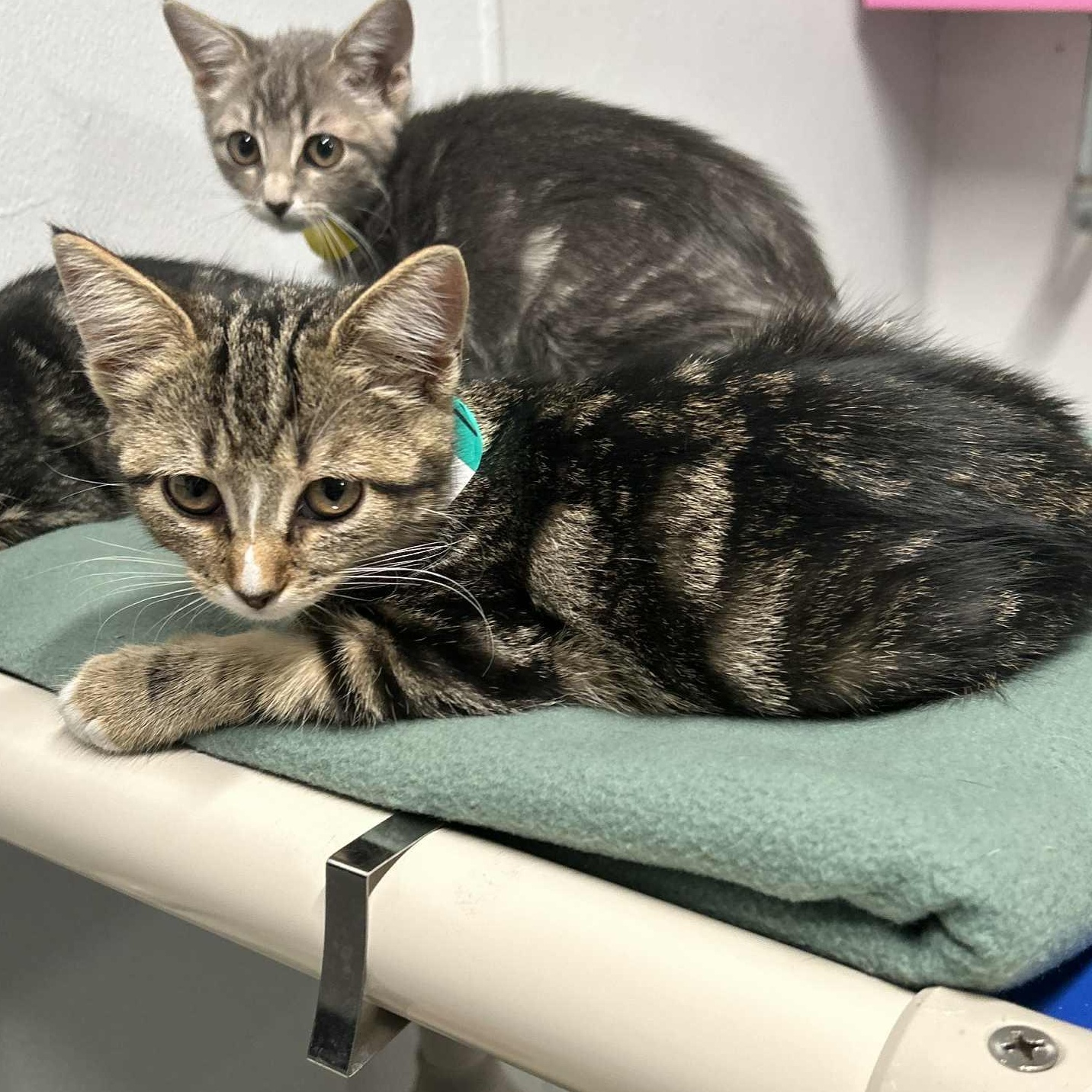 Enlarge Lucille, an adoptable mixed breed in The Colony, TX image 3/3