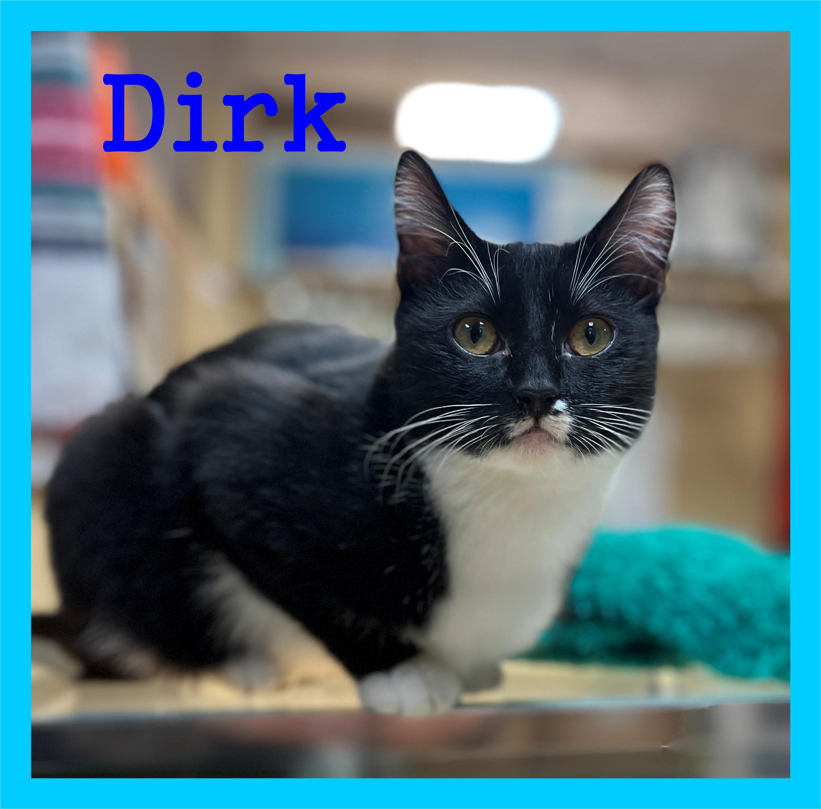 Dirk, ADOPTABLE, Young Male Domestic Short Hair.