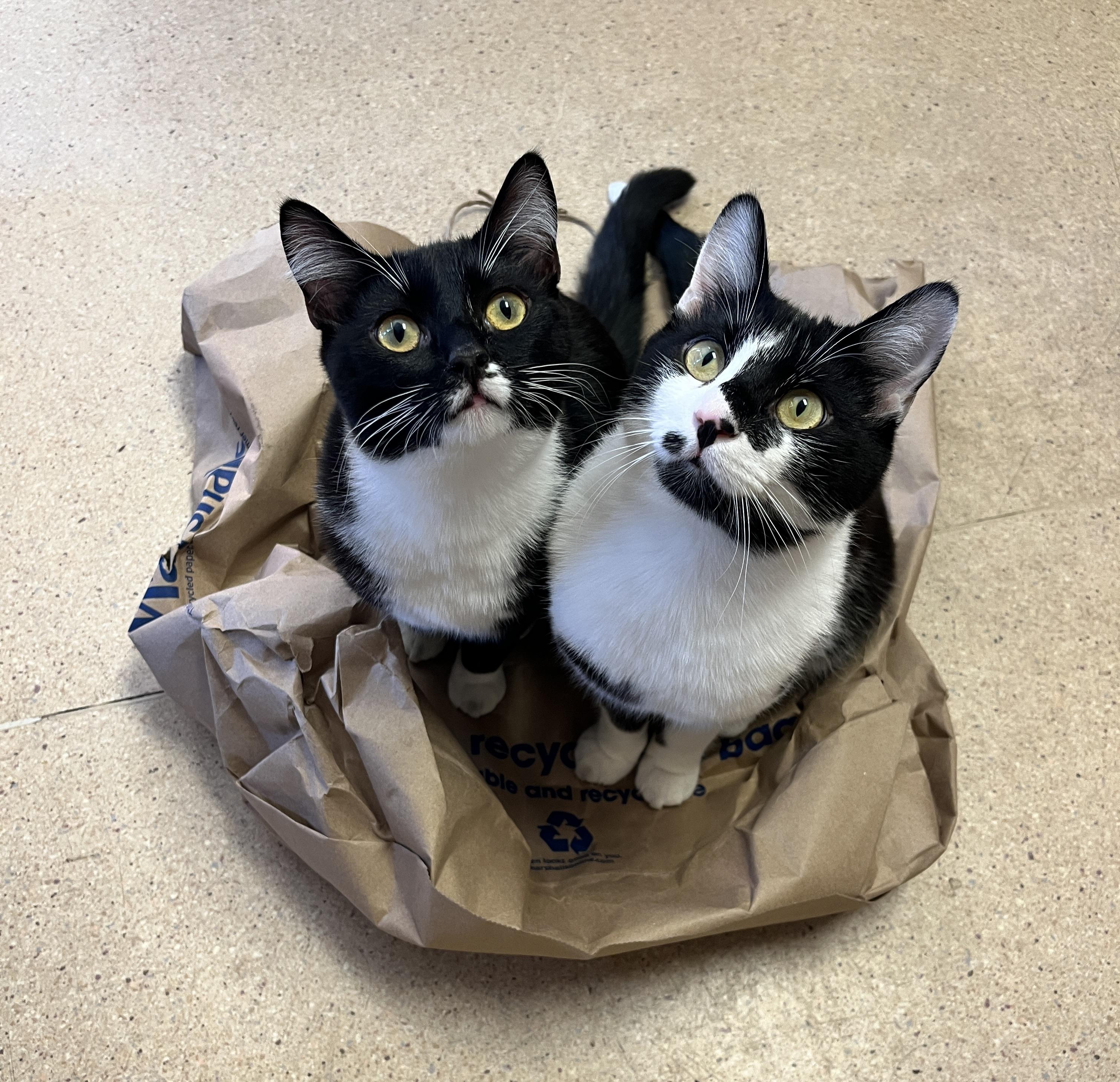 Enlarge Dirk, a Adoptable Domestic Short Hair in Eugene, OR image 5/5