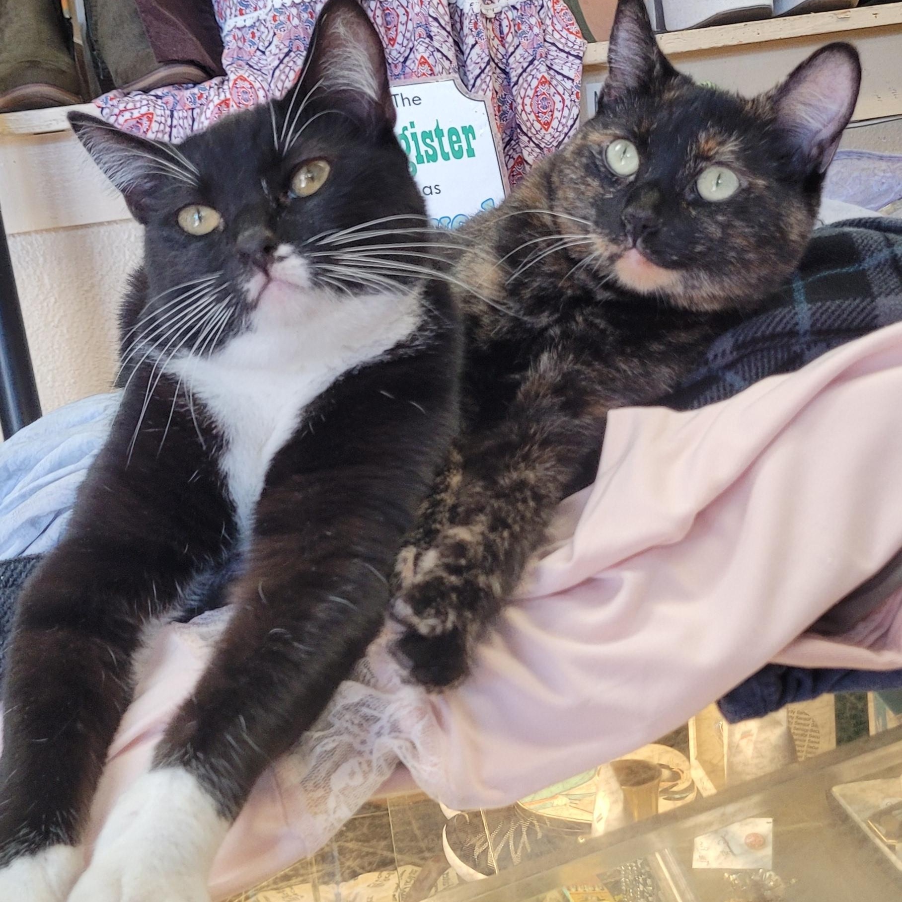Enlarge Dirk, a ADOPTABLE Domestic Short Hair in Eugene, OR image 4/4