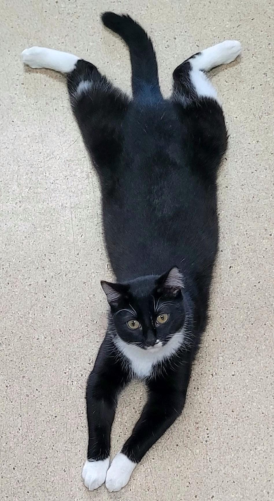 Dirk, a ADOPTABLE Domestic Short Hair in Eugene, OR image 2/2