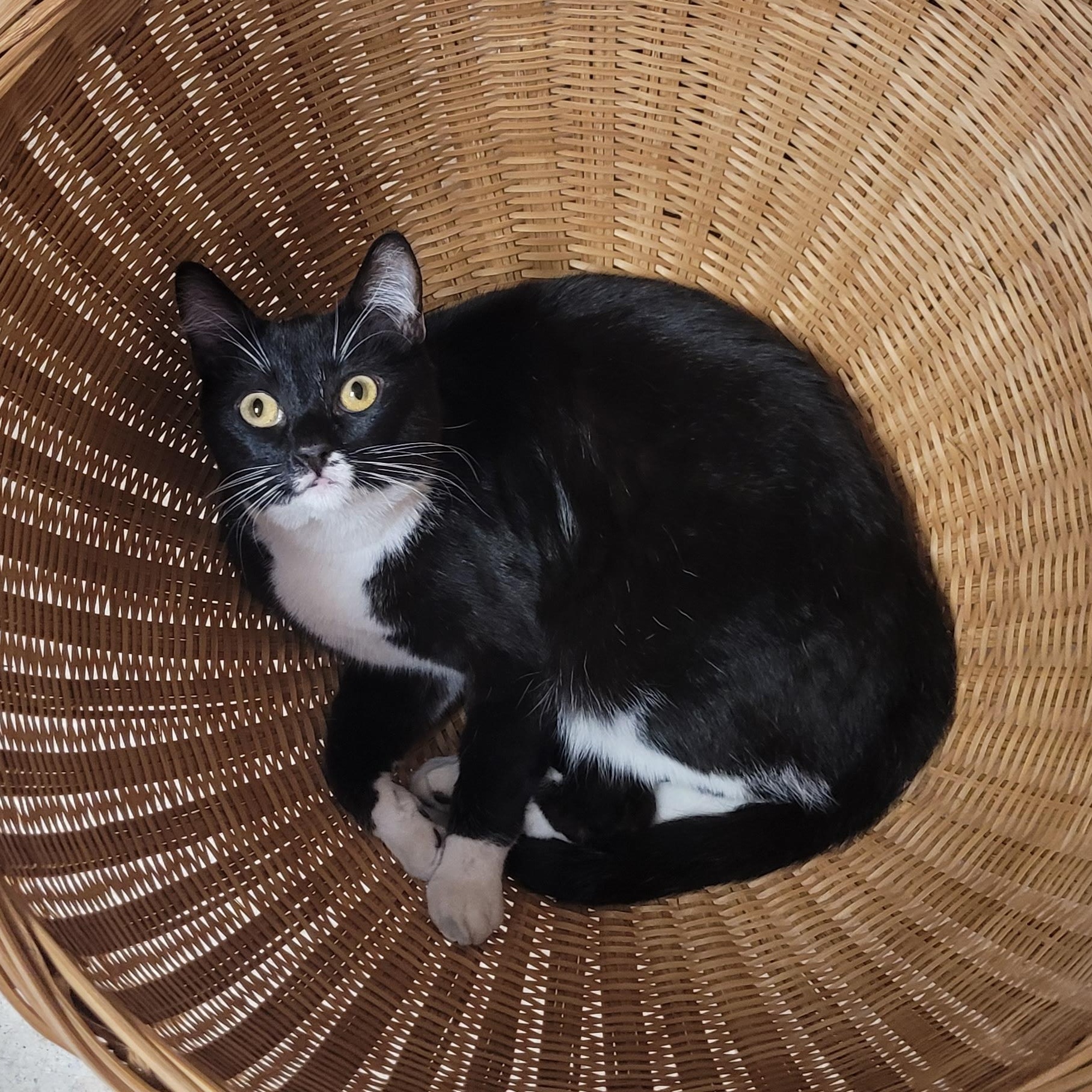 Enlarge Dirk, a ADOPTABLE Domestic Short Hair in Eugene, OR image 2/4