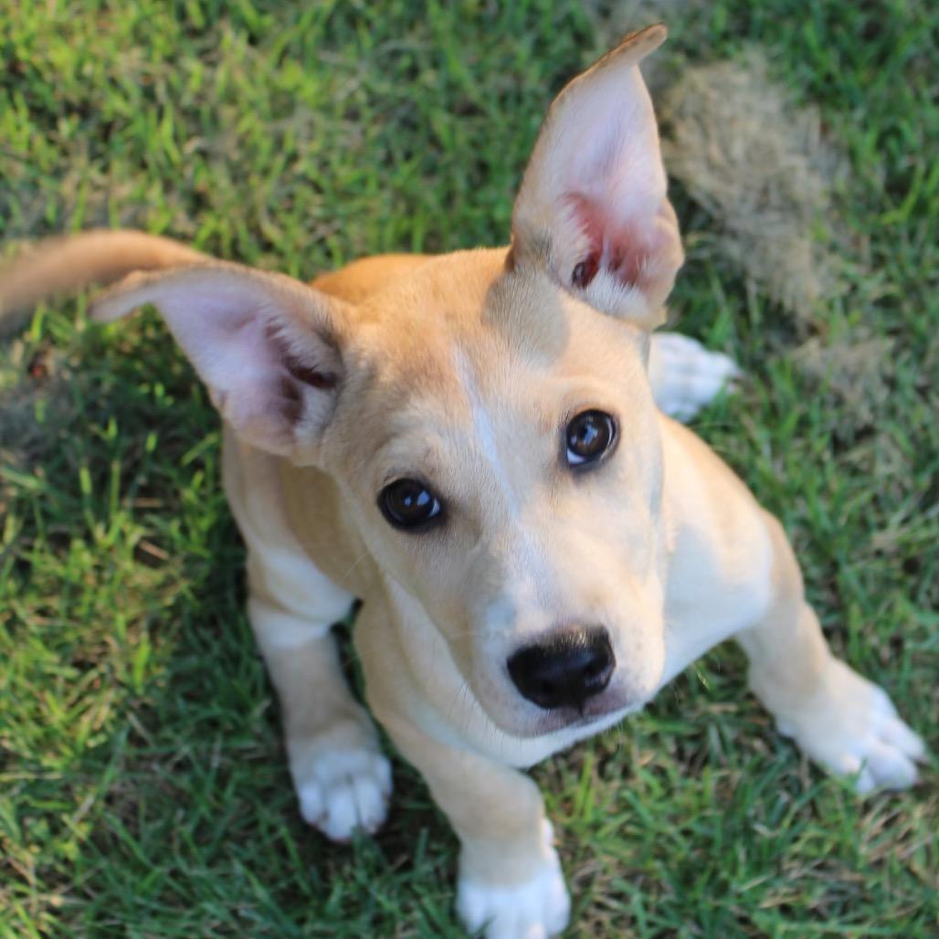 Delta, a Adoptable mixed breed in Bessemer, AL image 1/6