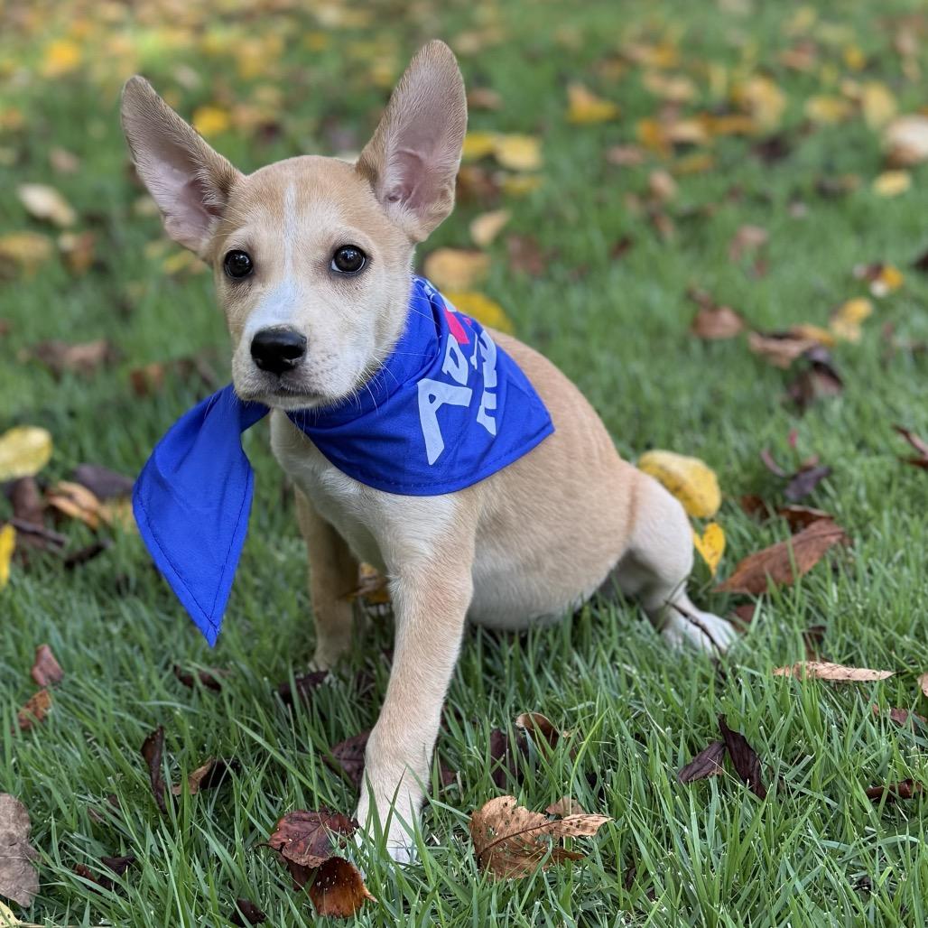 Delta, a Adoptable mixed breed in Bessemer, AL image 2/6