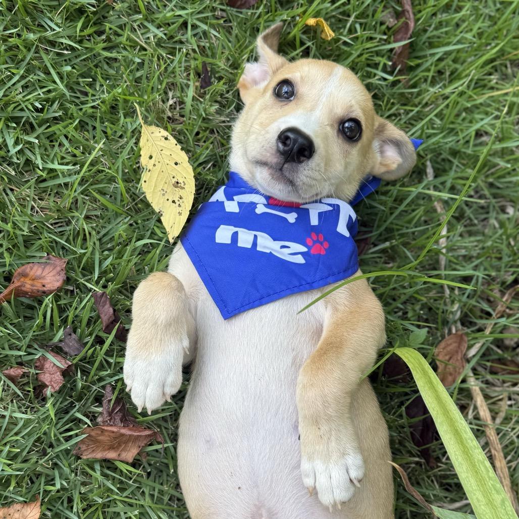 Delta, a Adoptable mixed breed in Bessemer, AL image 3/6