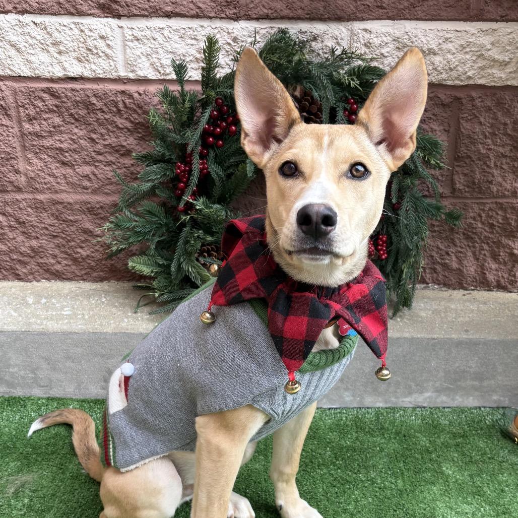 Enlarge Delta, a Adoptable mixed breed in Bessemer, AL image 1/1