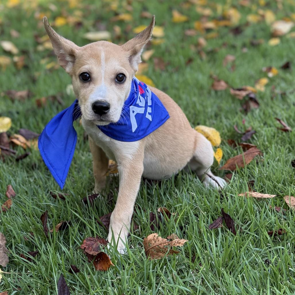 Delta, a Adoptable mixed breed in Bessemer, AL image 5/6