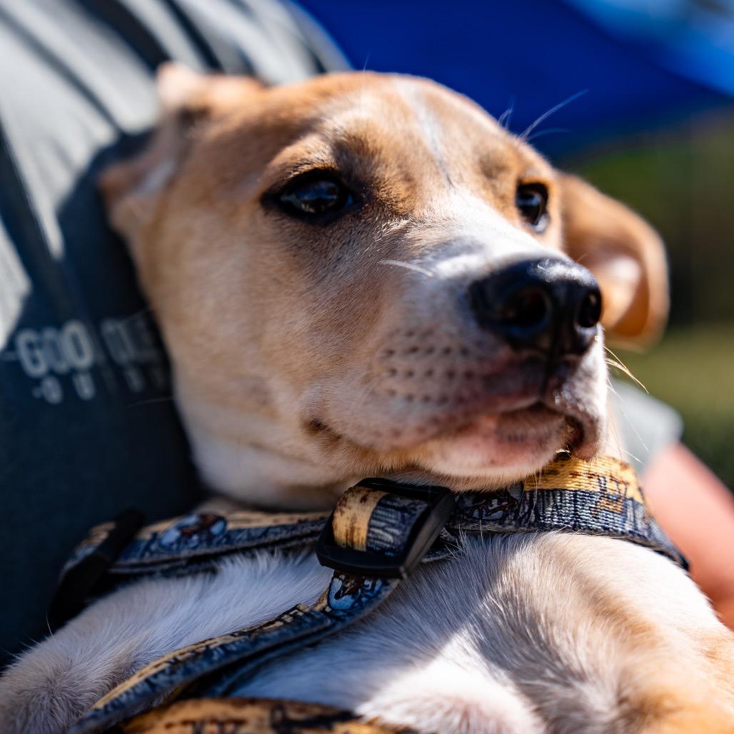 Delta, a Adoptable mixed breed in Bessemer, AL image 6/6