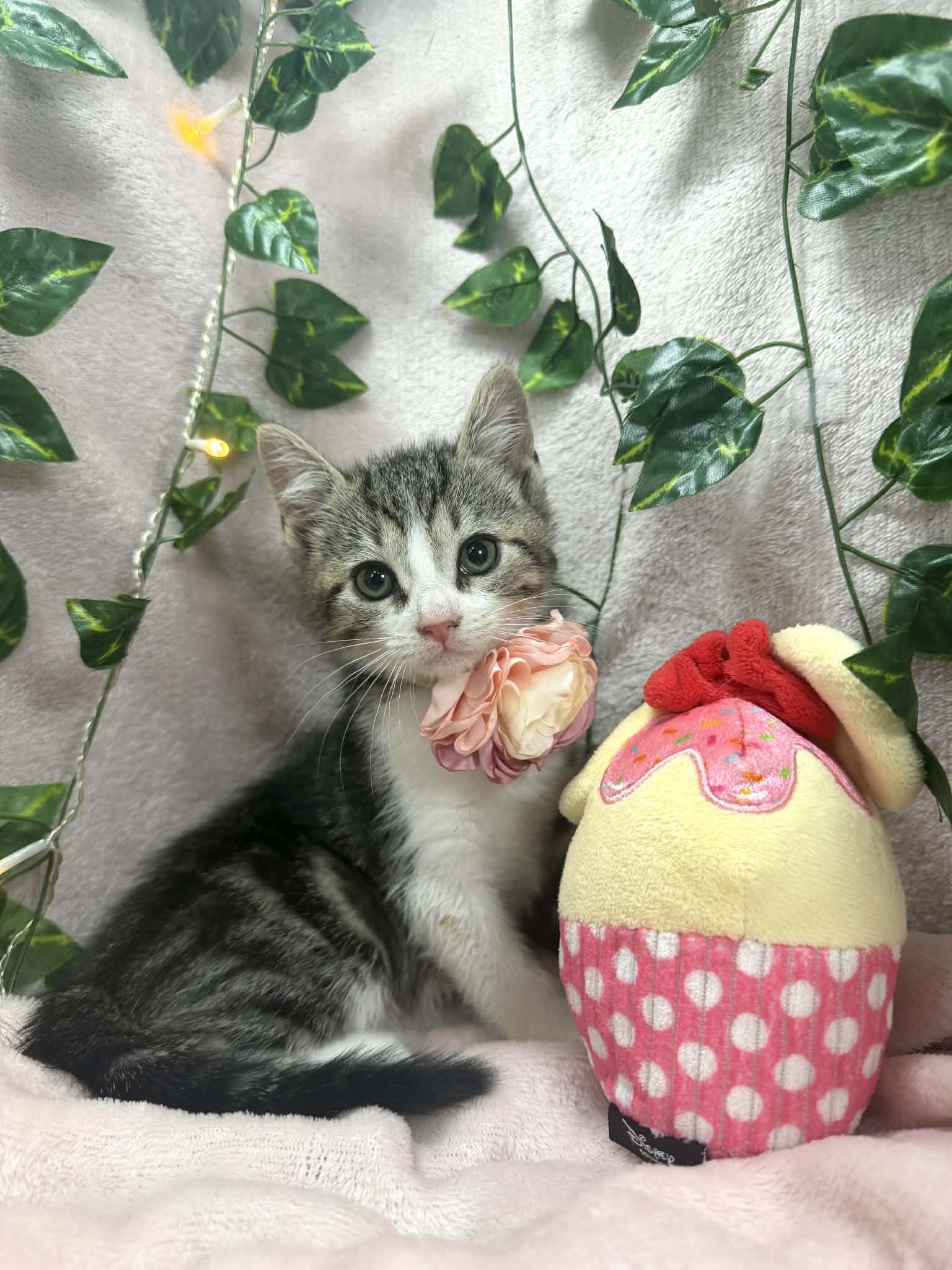 Enlarge Mercury , a ADOPTABLE Tabby in Tavares, FL image 2/2