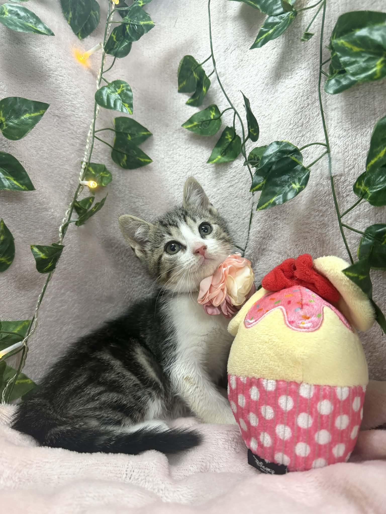 Enlarge Mercury , a ADOPTABLE Tabby in Tavares, FL image 1/2