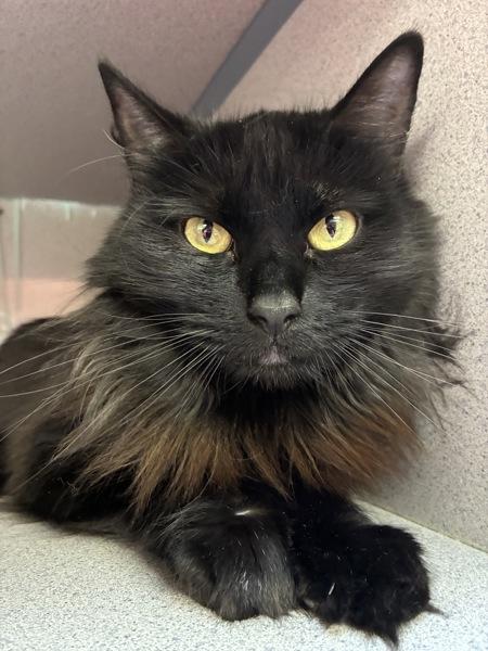 *Andromeda*, a Adoptable mixed breed in Salt Lake City, UT image 1/4