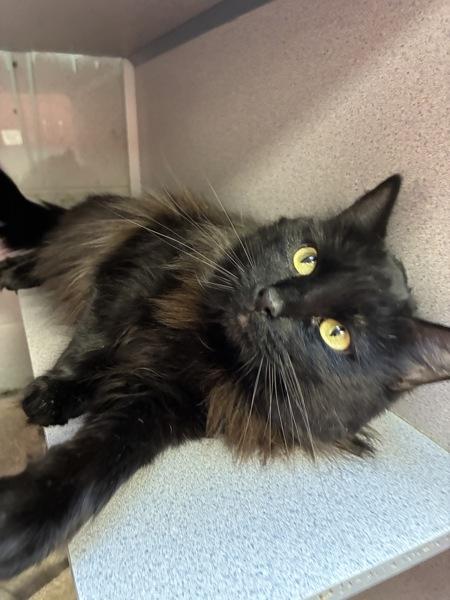 *Andromeda*, a Adoptable mixed breed in Salt Lake City, UT image 3/4