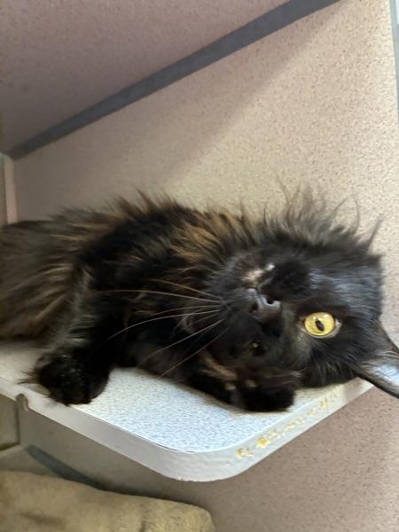 *Andromeda*, a Adoptable mixed breed in Salt Lake City, UT image 4/4