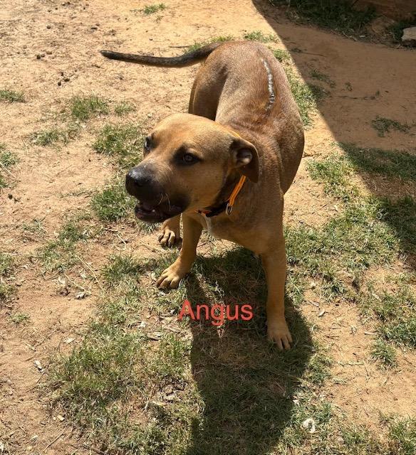 Enlarge Angus, an adopted mixed breed in Zimmerman, MN image 1/1