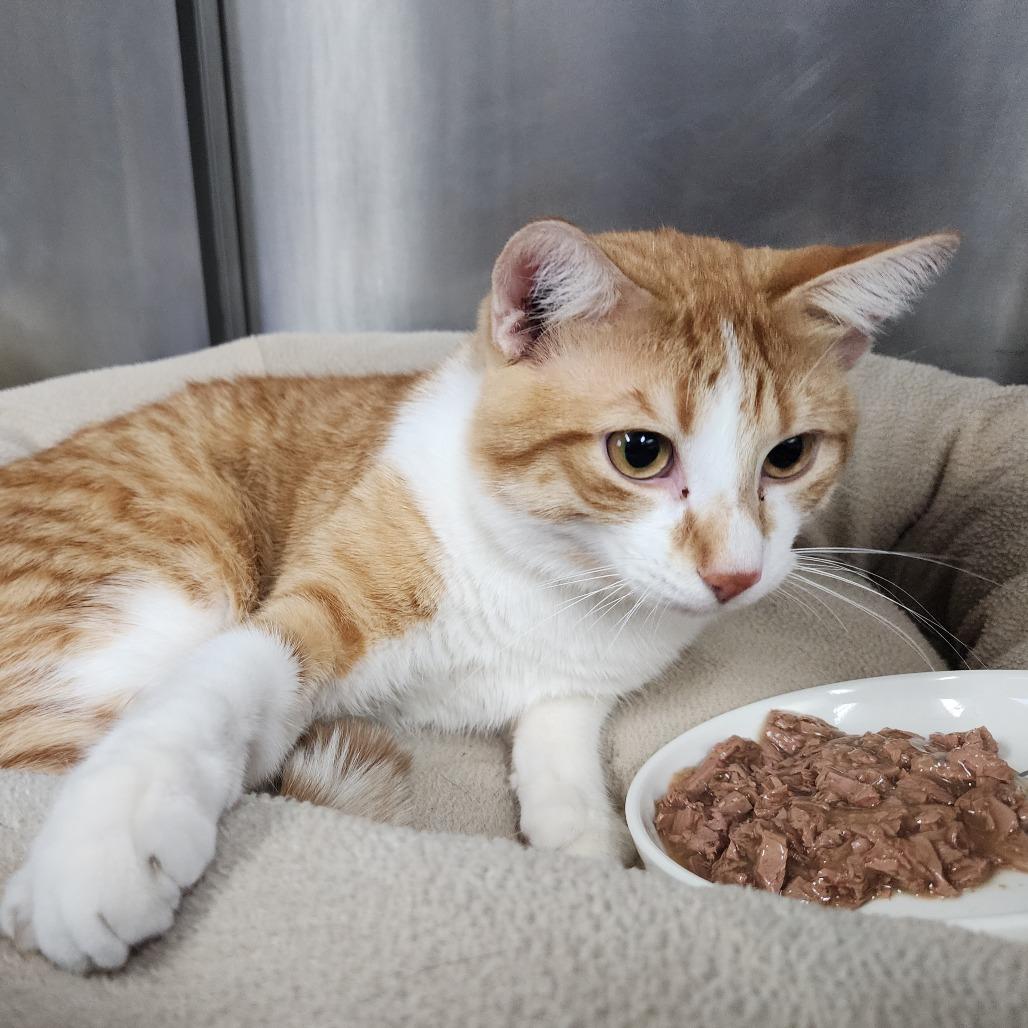 Enlarge Helios, a Adoptable Domestic Short Hair in Dixon, IL image 1/1