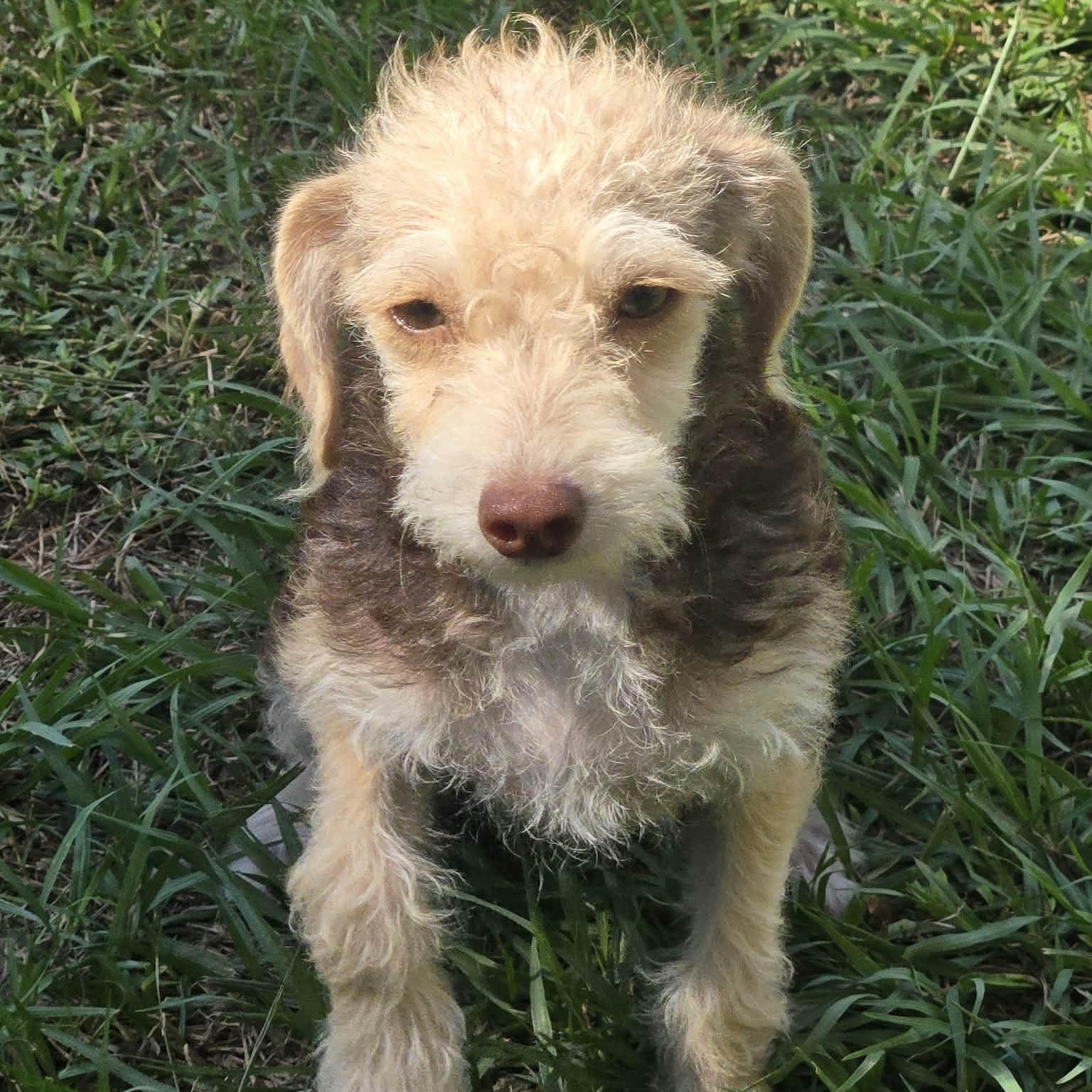 Enlarge Sneezy, a Adoptable mixed breed in Hooksett, NH image 1/4
