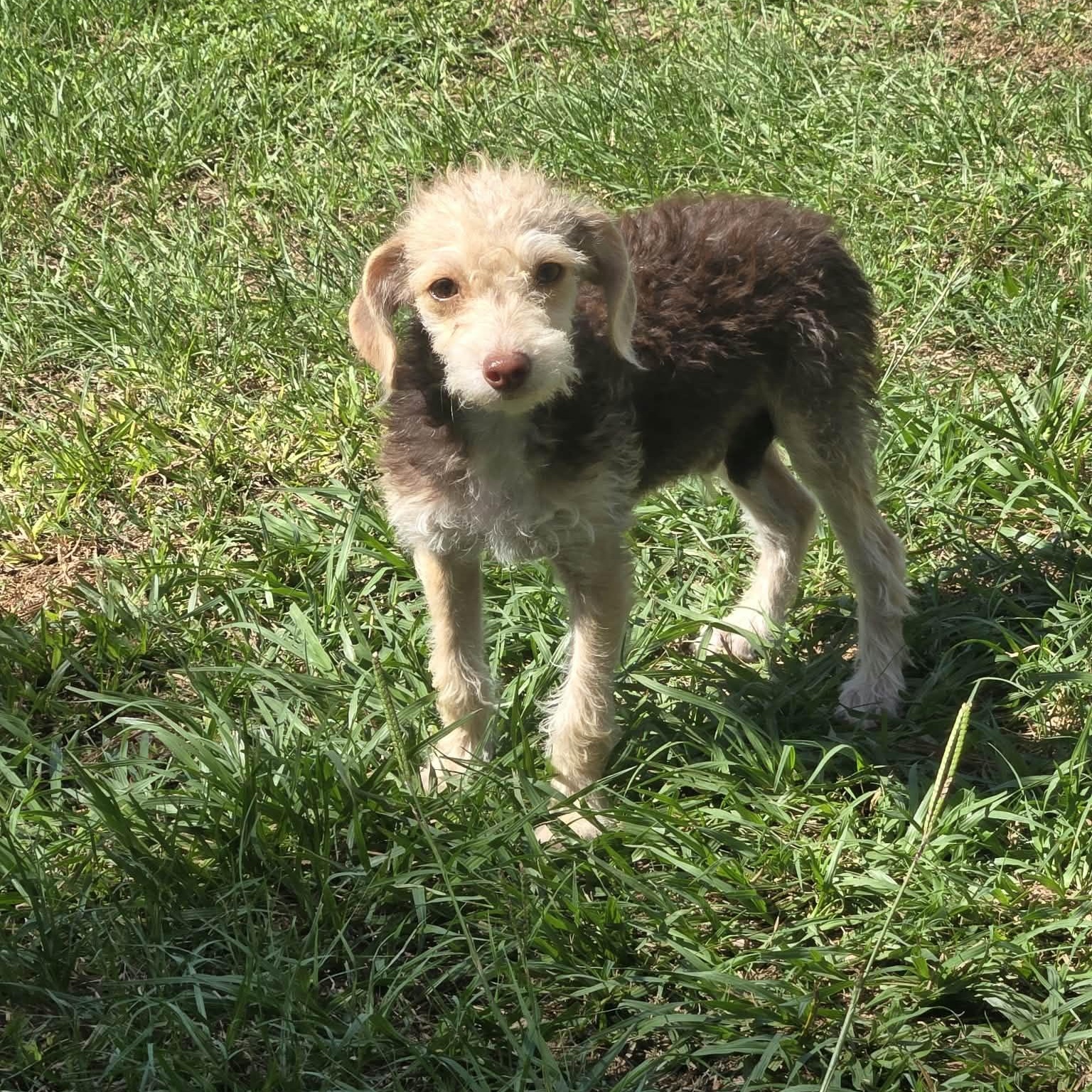 Enlarge Sneezy, a Adoptable mixed breed in Hooksett, NH image 2/4