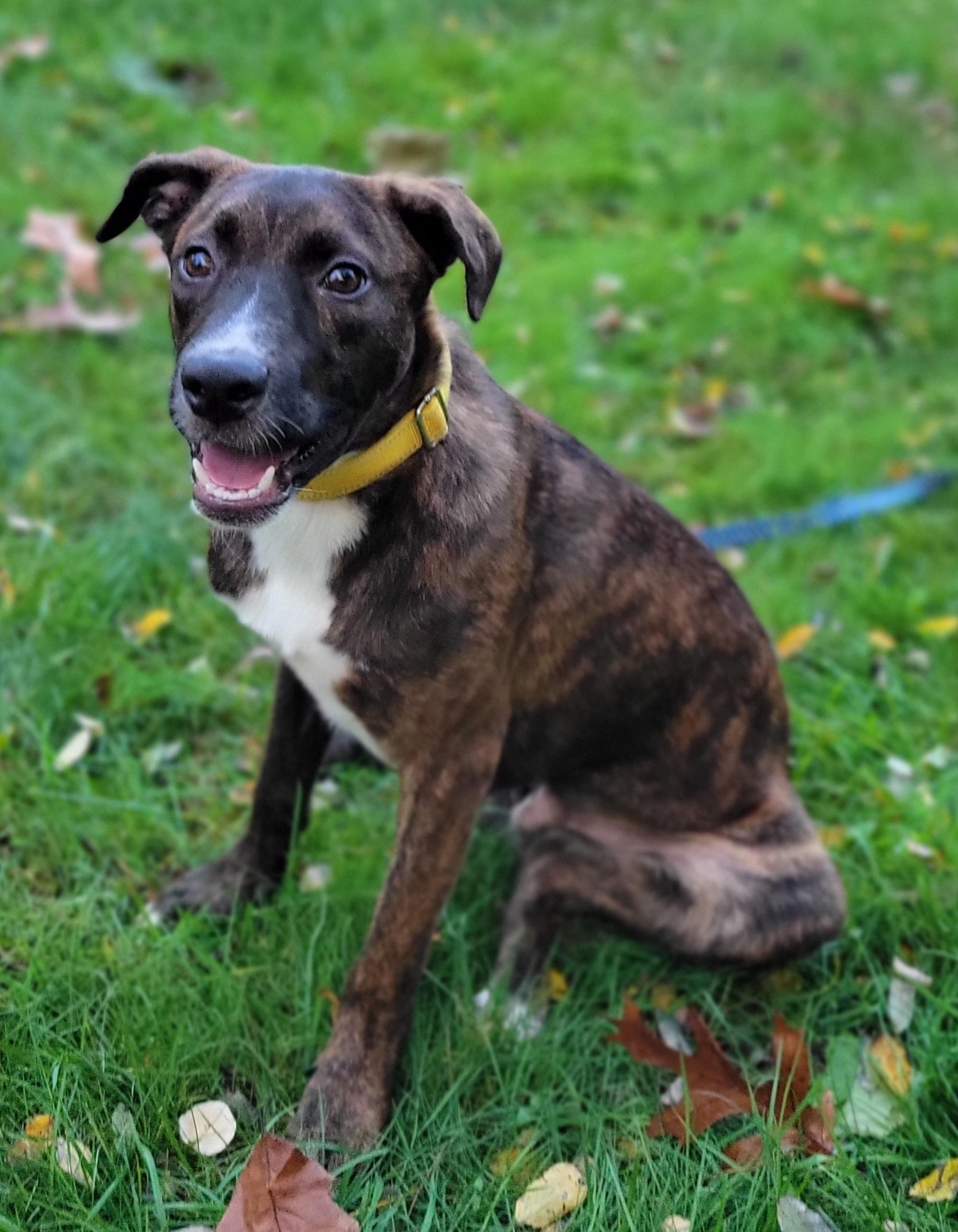 Enlarge Caelean, a Adoptable mixed breed in Hammonton, NJ image 6/6