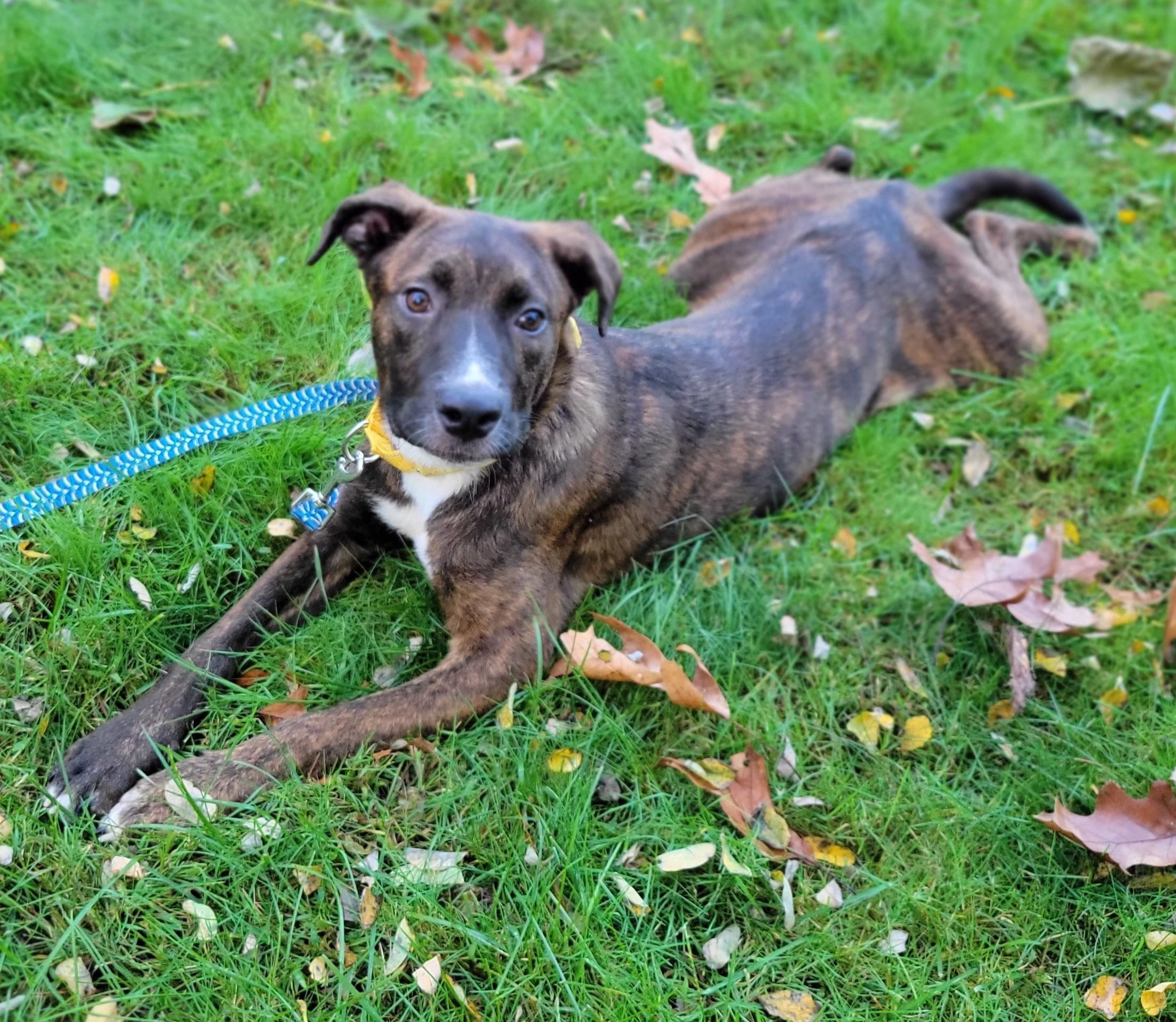 Enlarge Caelean, a Adoptable mixed breed in Hammonton, NJ image 4/6