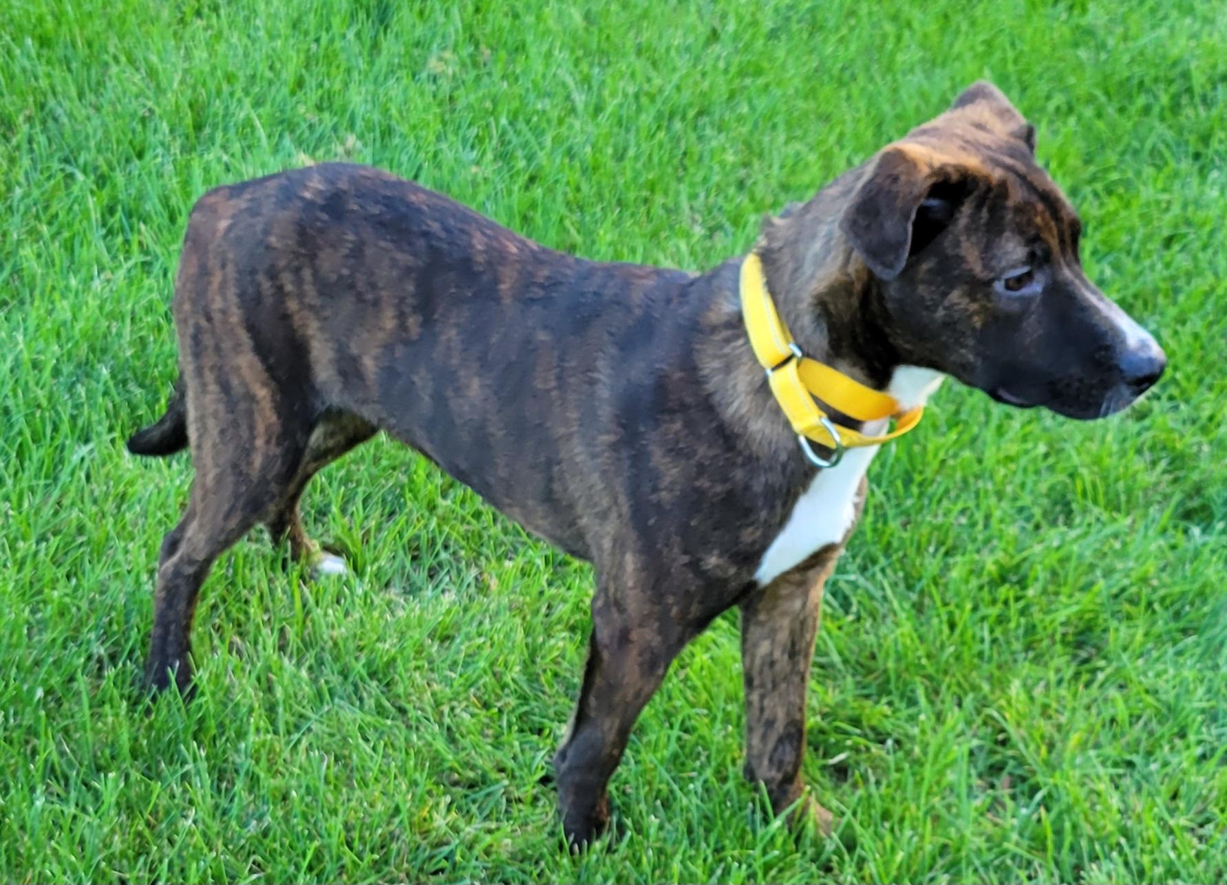 Enlarge Caelean, a Adoptable mixed breed in Hammonton, NJ image 5/6