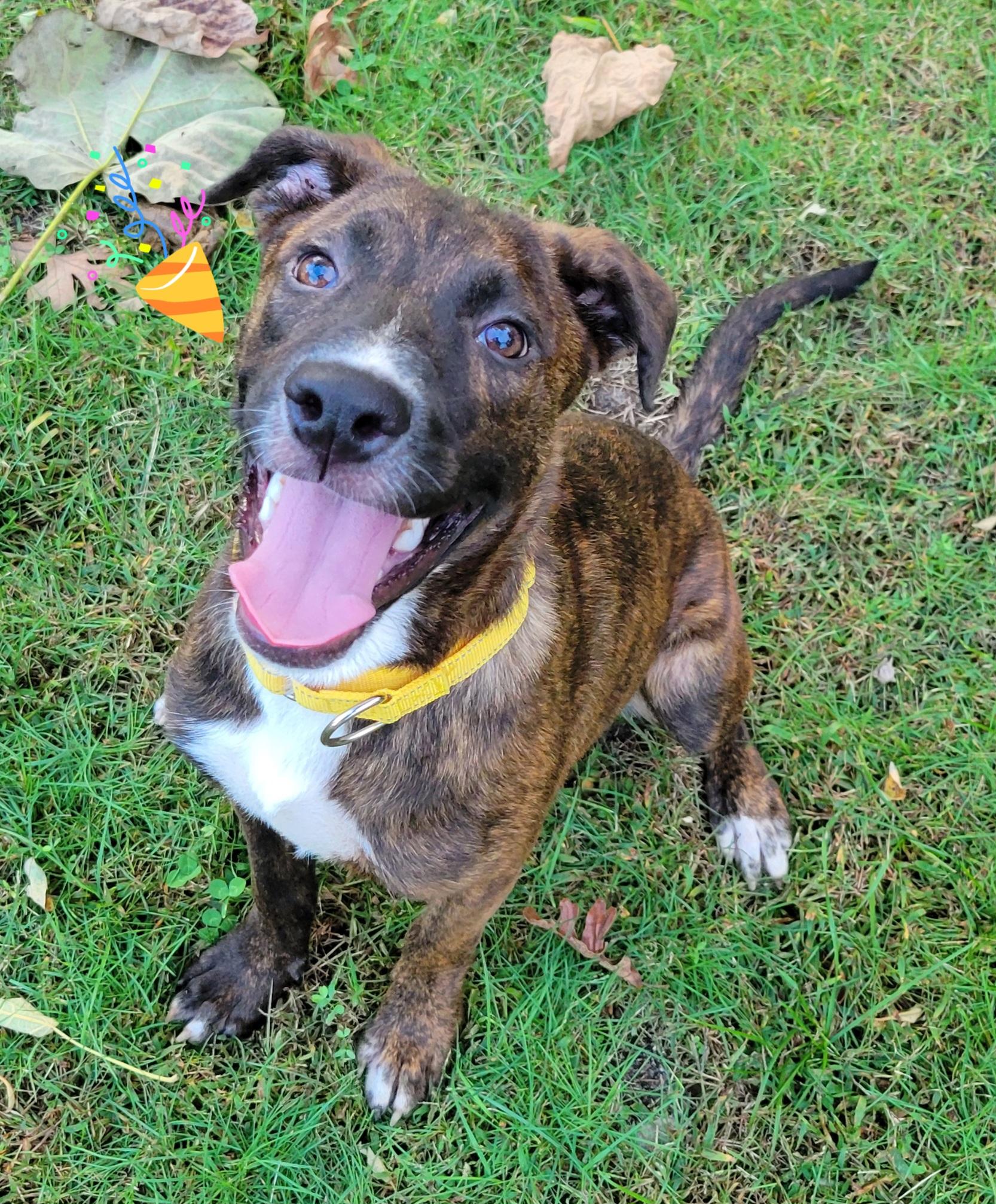 Enlarge Caelean, a Adoptable mixed breed in Hammonton, NJ image 2/6