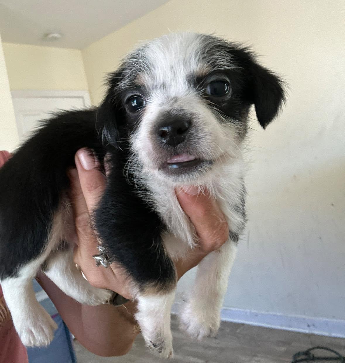 Enlarge Shih Tzu/Terrier mix boy, a Adoptable mixed breed in Agua Dulce, CA image 1/1