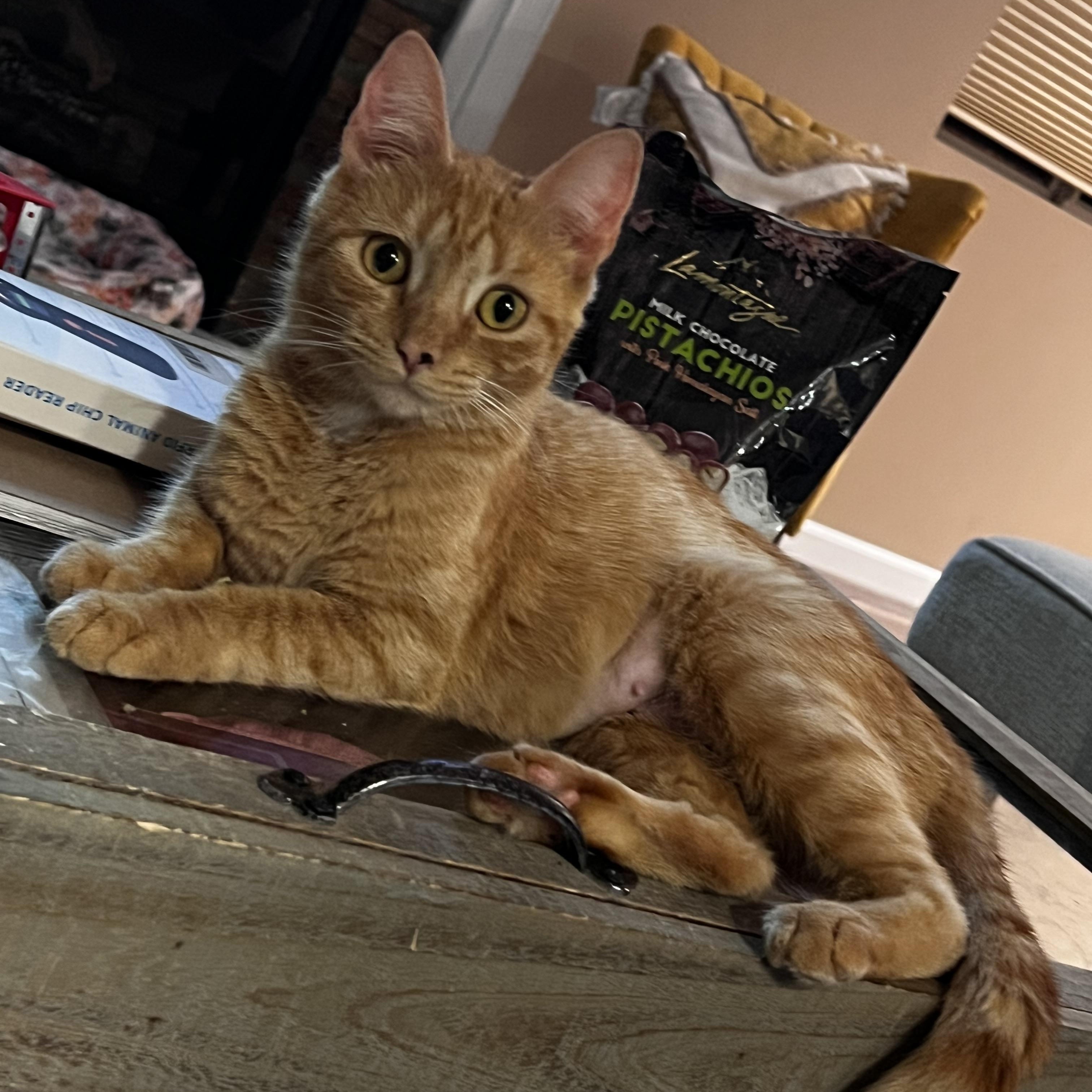 Moira, Adoptable, Adult Female Domestic Short Hair.