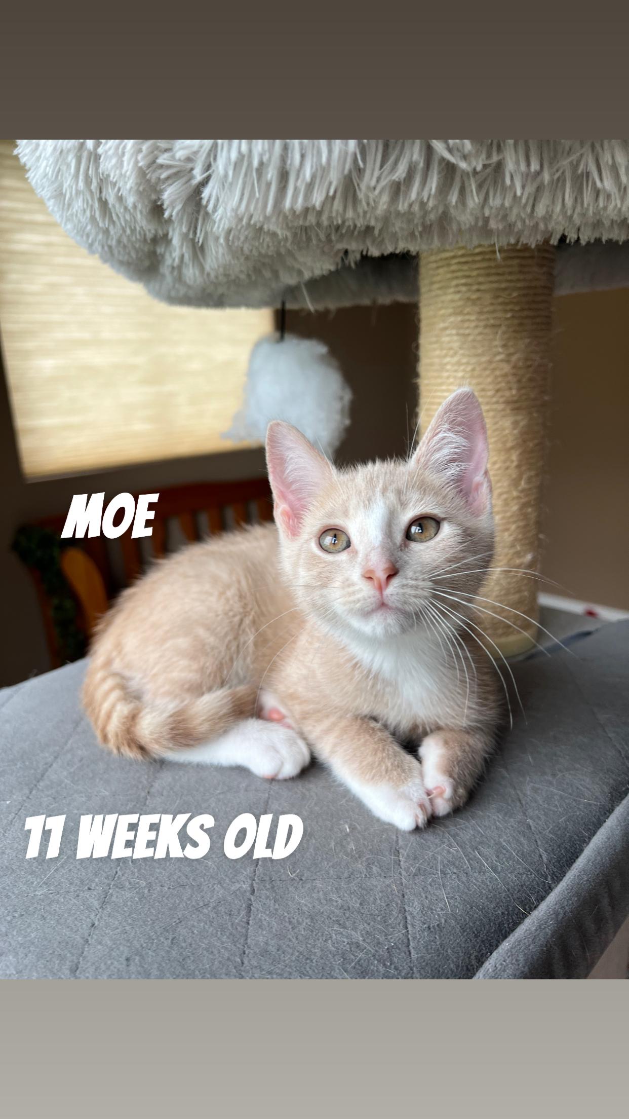 Moira, a Adoptable Domestic Short Hair in Cincinnati, OH image 2/4